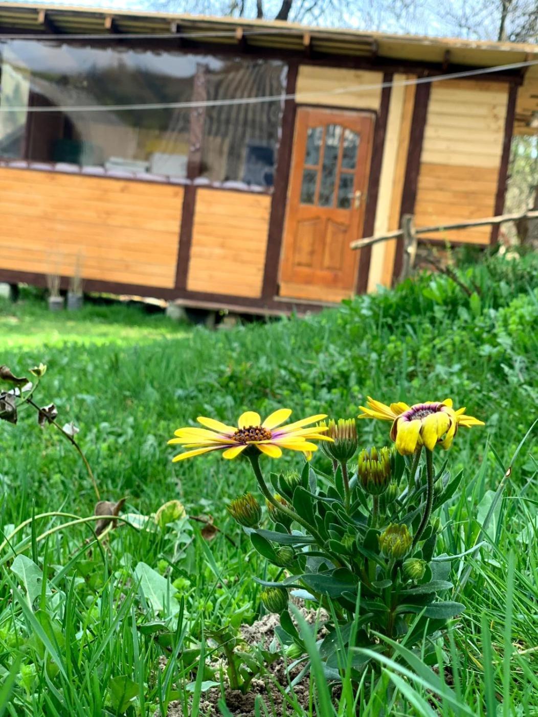 Smerekova Hata Oryavchyk Dış mekan fotoğraf
